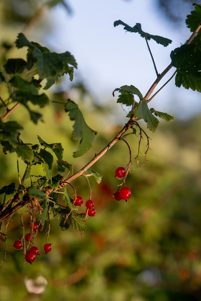 David Plant Photography - Wildlife Photography - Red currant - A.jpg - Red currant - Norfolk