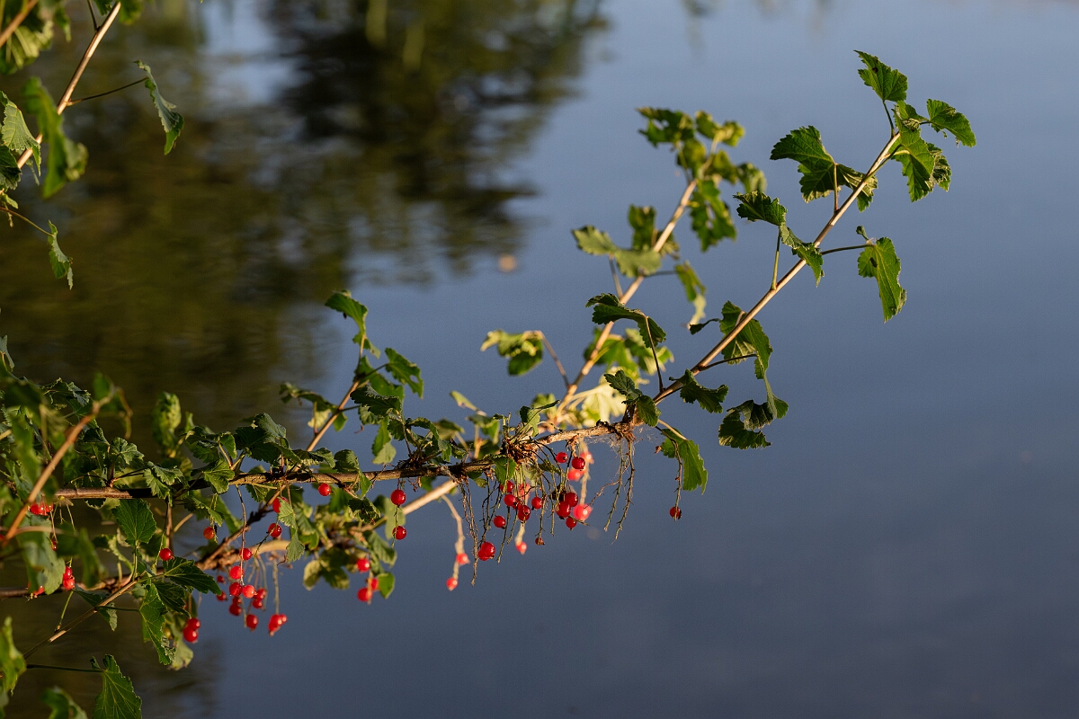 David Plant Photography - Wildlife Photography - Red currant - B.jpg - Red currant - Norfolk