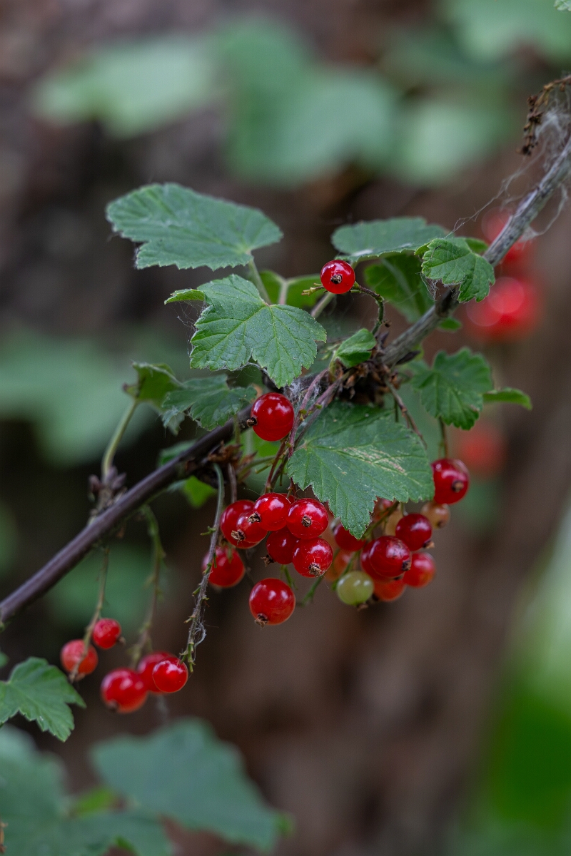 David Plant Photography - Wildlife Photography - Red currant - C.jpg - Red currant - Norfolk