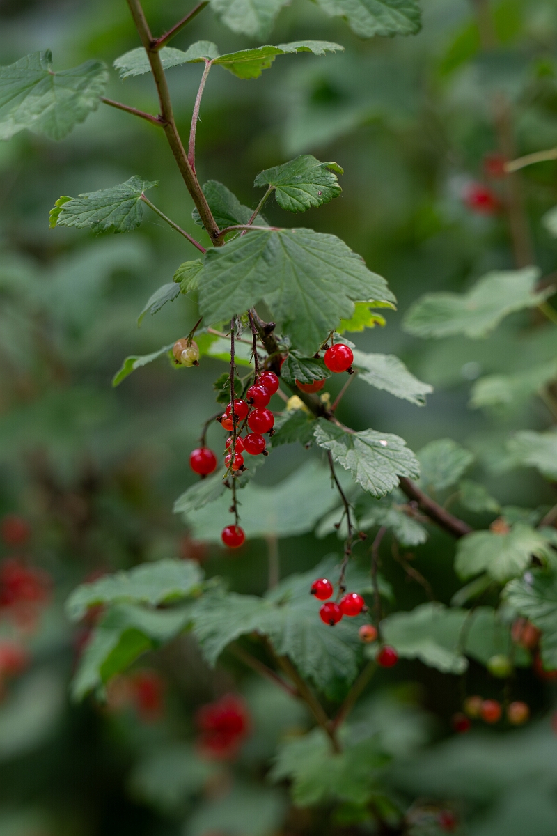 David Plant Photography - Wildlife Photography - Red currant - D.jpg - Red currant - Norfolk