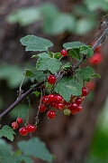 David Plant Photography - Wildlife Photography - Red currant - C