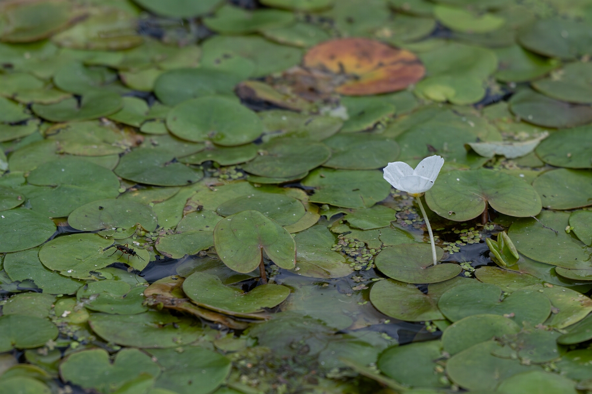 David Plant Photography - Wildlife Photography - Frogbit - H.tif - Frogbit - Norfolk