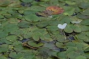 David Plant Photography - Wildlife Photography - Frogbit - E