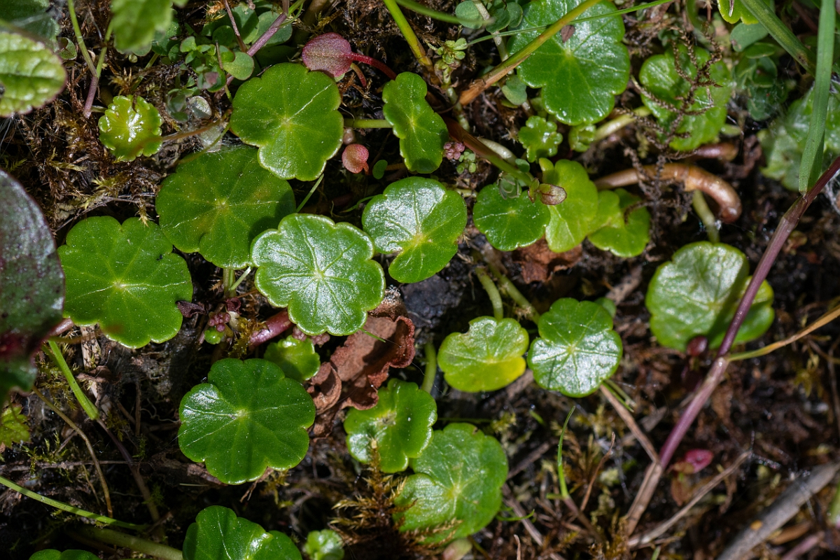 David Plant Photography - Wildlife Photography - Marsh pennywort - A.jpg - Marsh pennywort - Norfolk