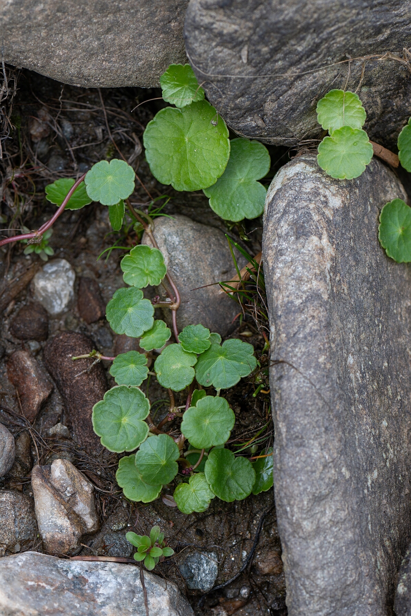 David Plant Photography - Wildlife Photography - Marsh pennywort - C.jpg - Marsh pennywort - Stirling