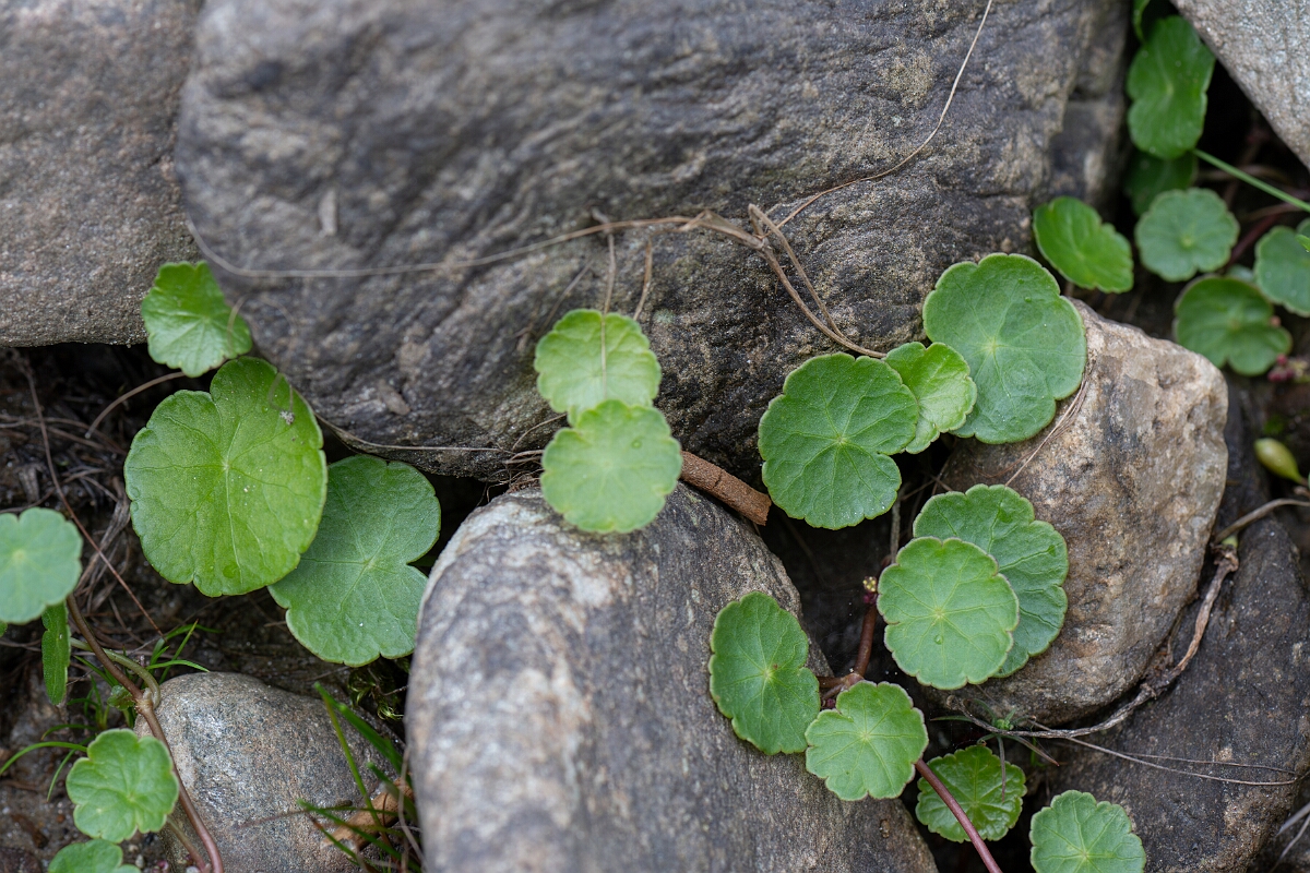 David Plant Photography - Wildlife Photography - Marsh pennywort - D.jpg - Marsh pennywort - Stirling
