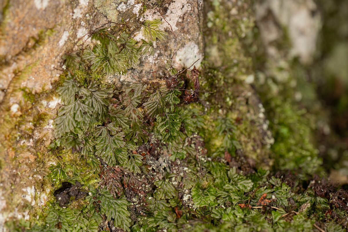 David Plant Photography - Wildlife Photography - Tunbridge filmy-fern - C.jpg - Tunbridge filmy-fern - Highland