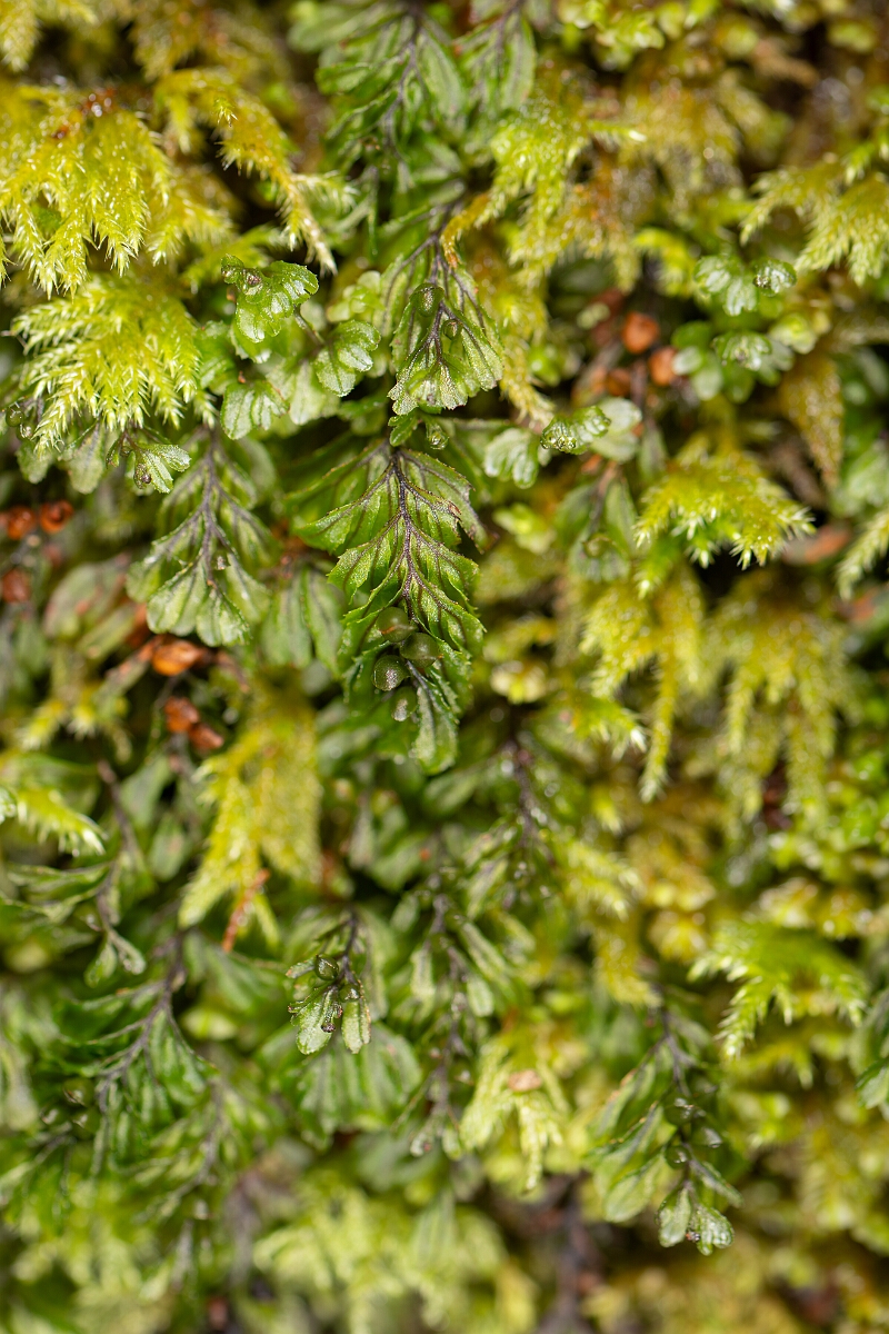 David Plant Photography - Wildlife Photography - Wilson's filmy-fern - C.jpg - Wilson's filmy-fern - Highland