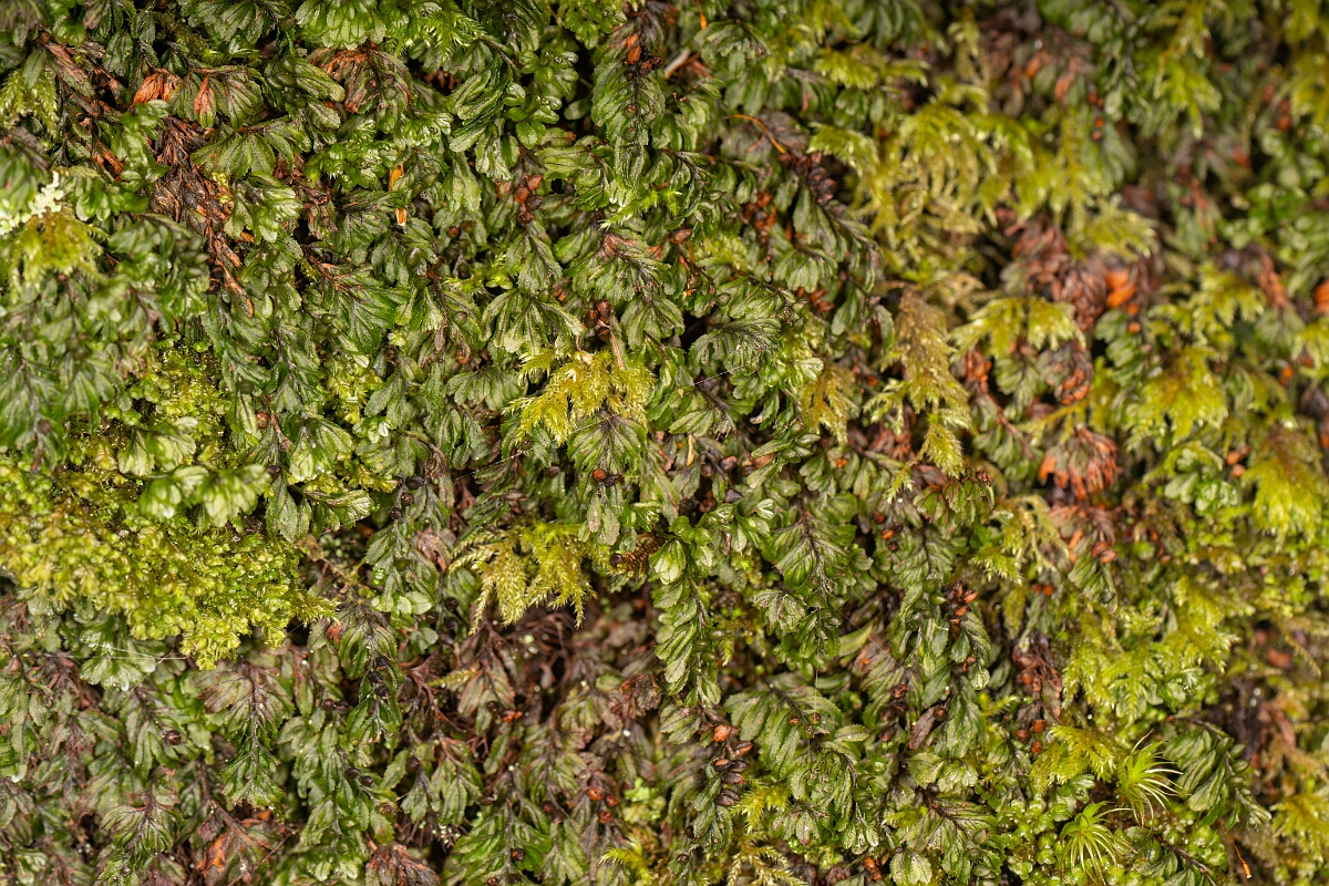 David Plant Photography - Wildlife Photography - Wilson's filmy-fern - G.jpg - Wilson's filmy-fern - Highland