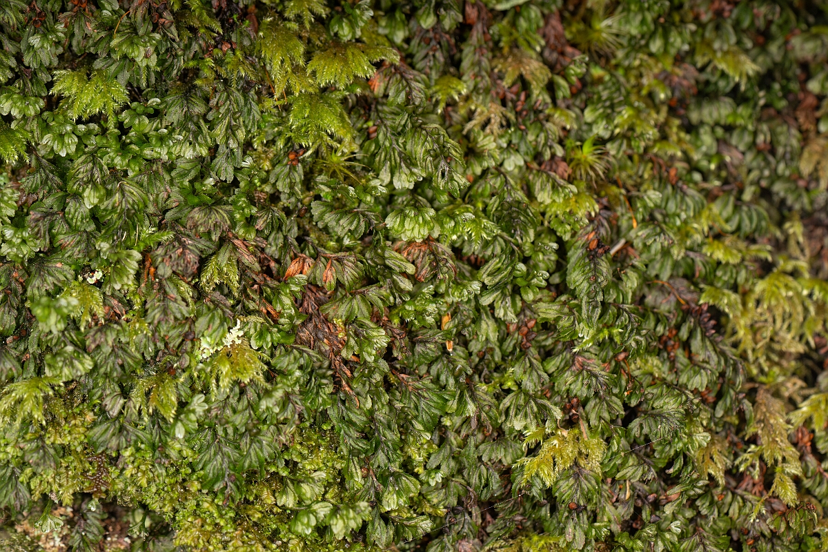 David Plant Photography - Wildlife Photography - Wilson's filmy-fern - H.jpg - Wilson's filmy-fern - Highland