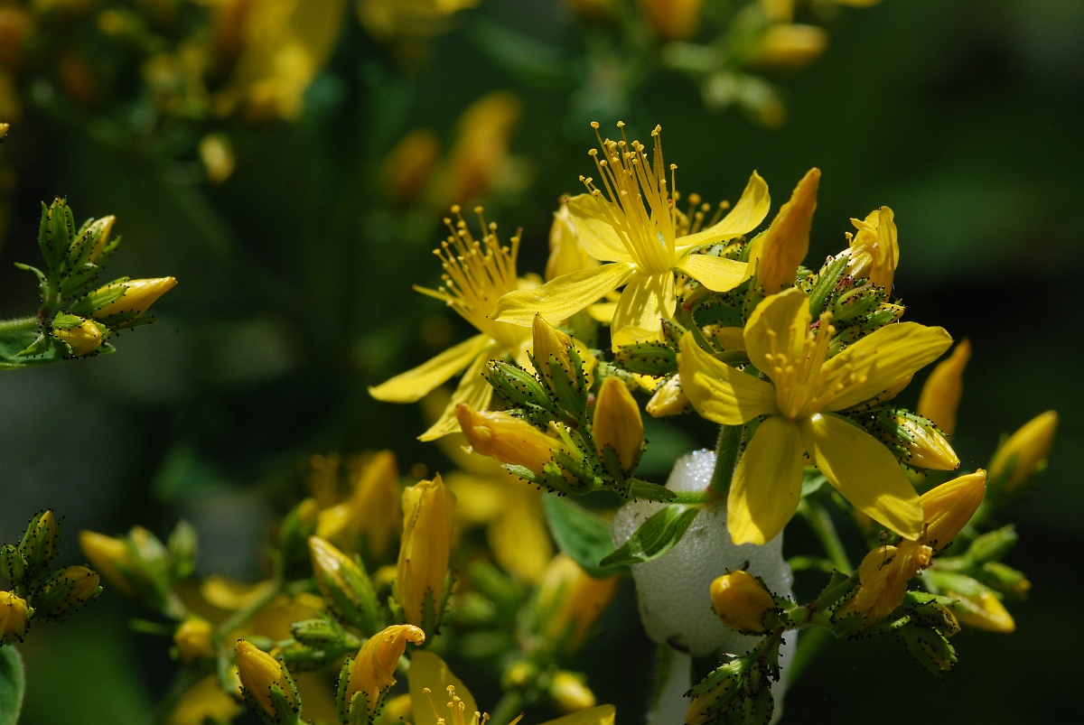 David Plant Photography - Wildlife Photographer - Hairy St. John's Wort - A.JPG - Hairy St. John's Wort - Cotswolds