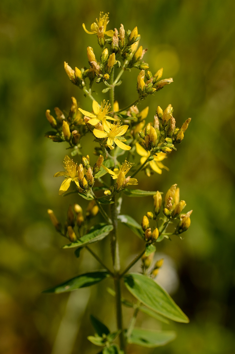 David Plant Photography - Wildlife Photographer - Hairy St. John's Wort - B.jpg - Hairy St Johns-wort flower spike - Cotswolds