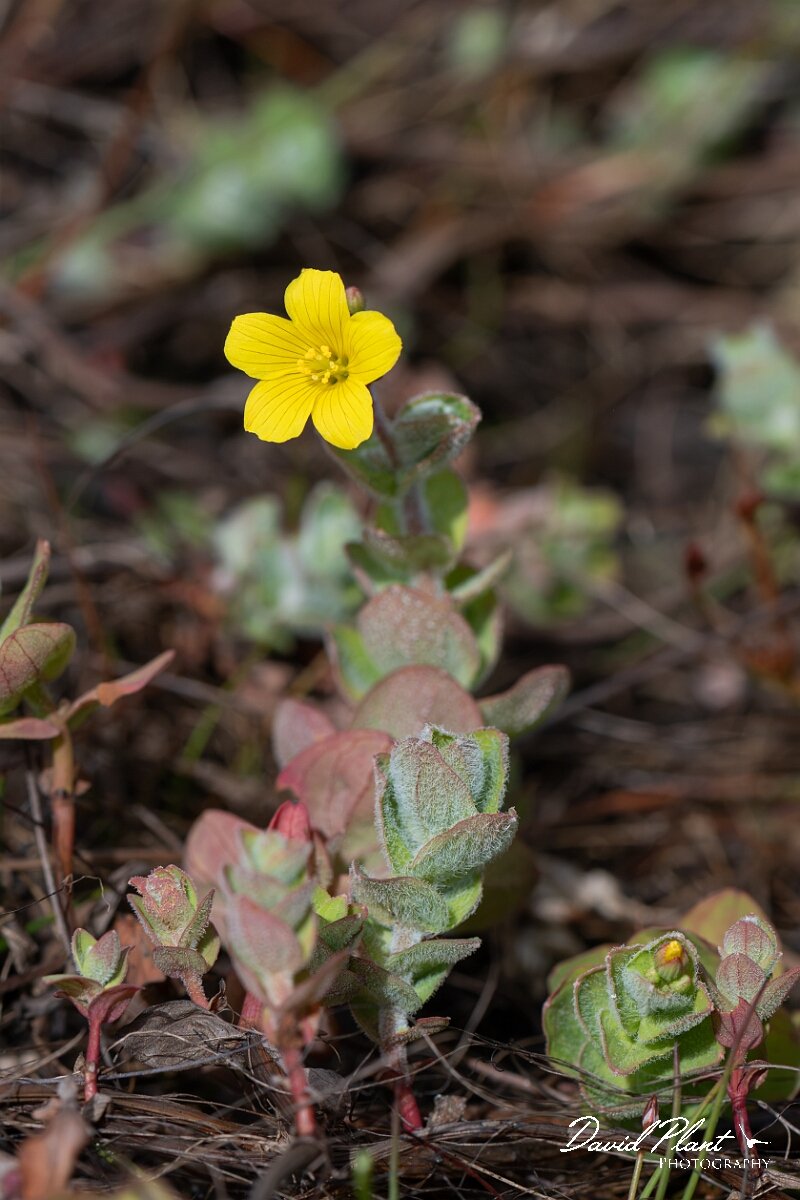 David Plant Photography - Wildlife Photography - Marsh St Johns-wort - D.jpg - Marsh St Johnswort, Hypericum elodes - Dorset