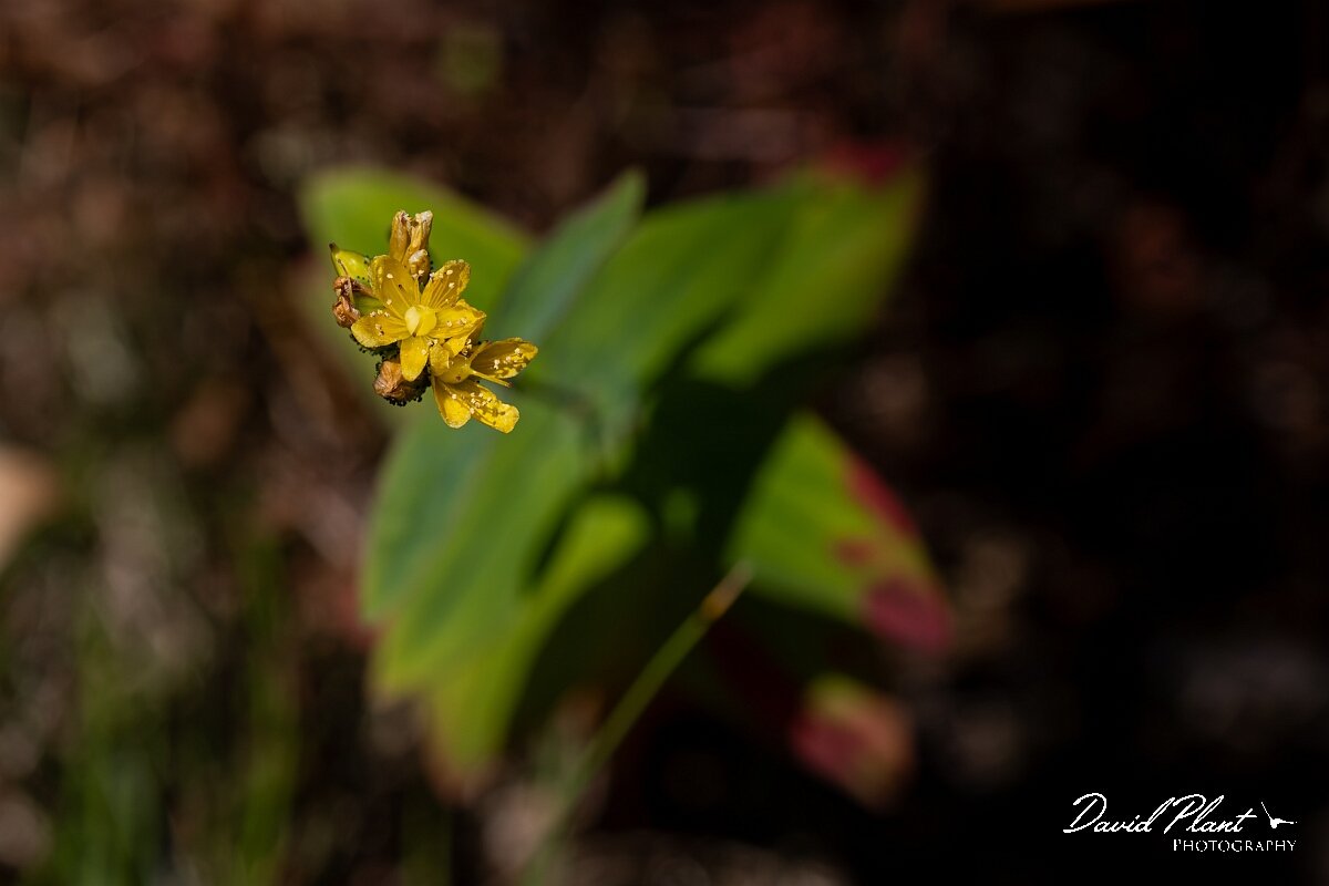 David Plant Photography - Wildlife Photography - Pale St. John's Wort - A.jpg - Pale St Johnswort, Hypericum montanum - Bristol