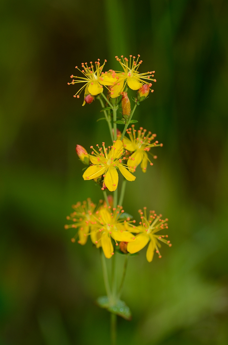 David Plant Photography - Wildlife Photography - Slender St Johns-wort - B.jpg - Slender St Johns-wort - Kent