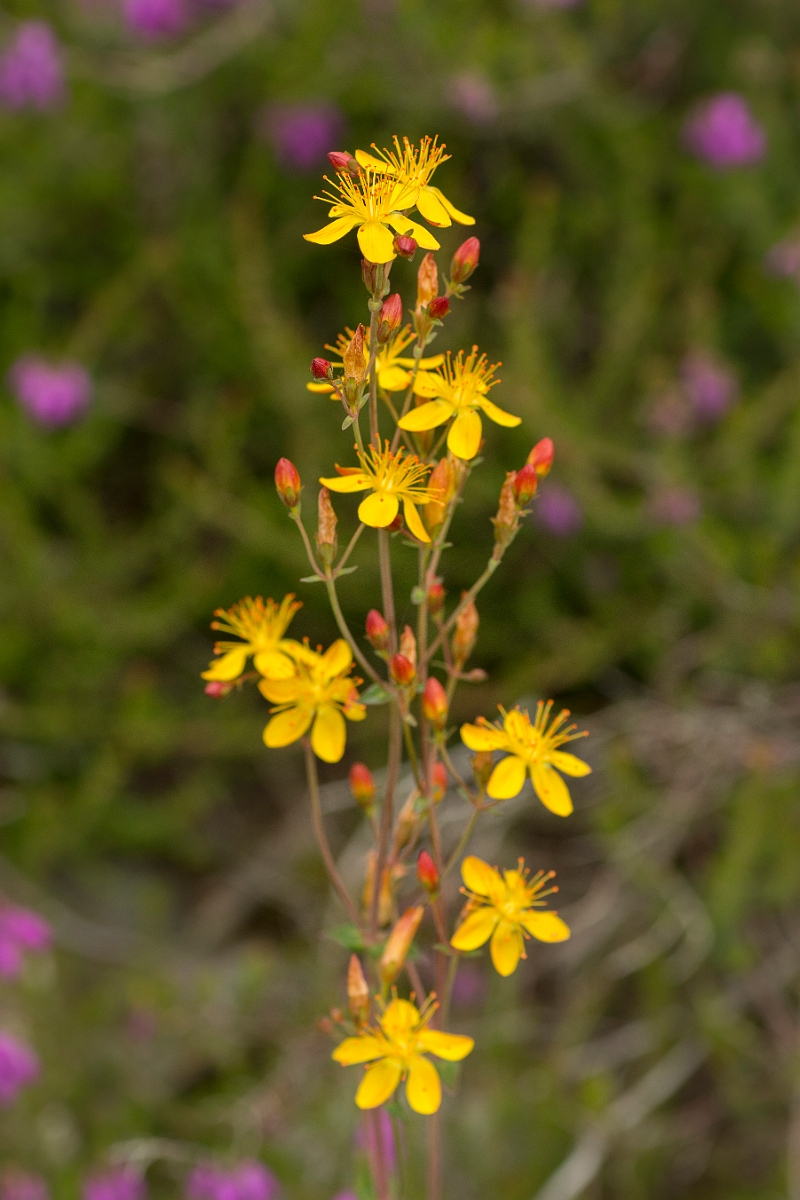 David Plant Photography - Wildlife Photography - Slender St Johns-wort - C.jpg - Slender St Johns-wort - Dumfries and Galloway