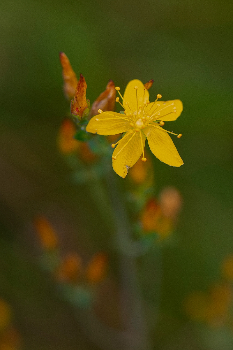David Plant Photography - Wildlife Photography - Slender St Johns-wort - D.JPG - Slender St Johns-wort - Perthshire