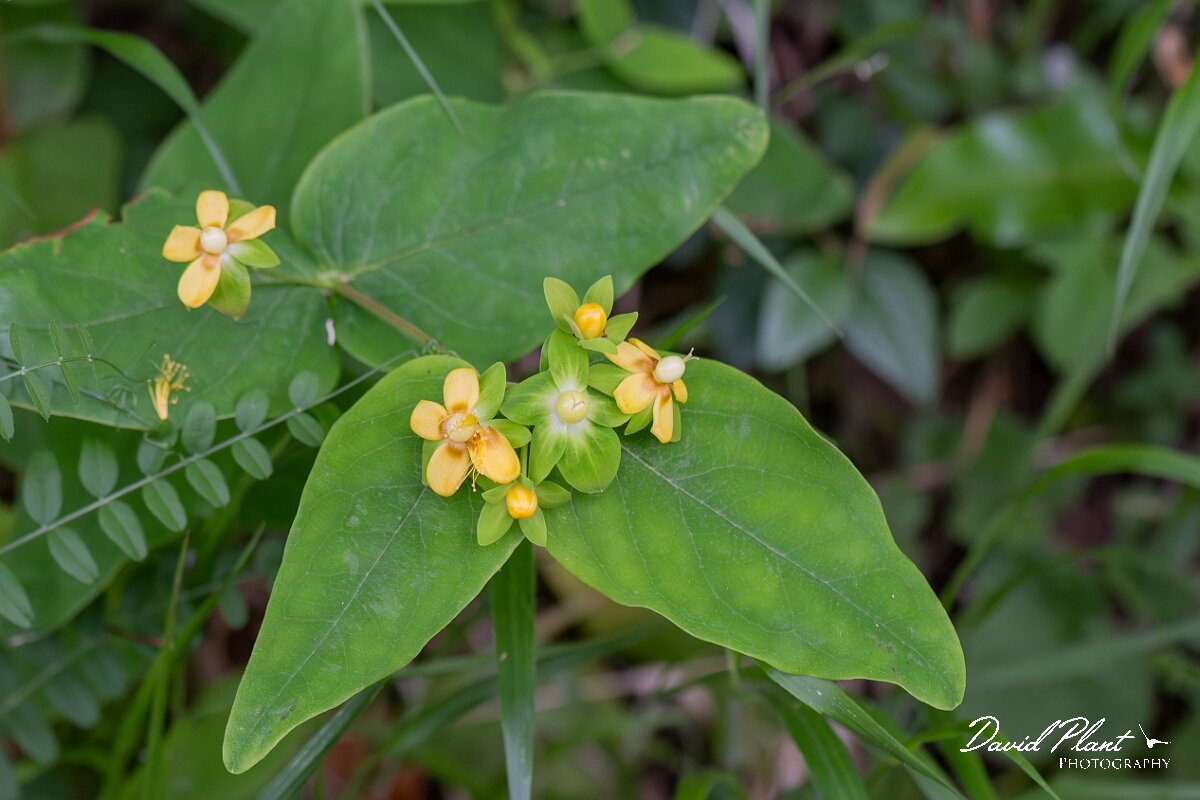 David Plant Photography - Wildlife Photography - Tutsan - B.jpg - Tutsan, flowers - Somerset