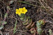 David Plant Photography - Wildlife Photography - Marsh St Johns-wort - B
