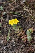 David Plant Photography - Wildlife Photography - Marsh St Johns-wort - C