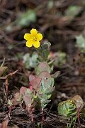 David Plant Photography - Wildlife Photography - Marsh St Johns-wort - D
