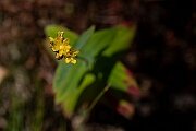 David Plant Photography - Wildlife Photography - Pale St. John's Wort - A