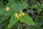 David Plant Photography - Wildlife Photography - Tutsan - B