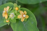 David Plant Photography - Wildlife Photography - Tutsan - C
