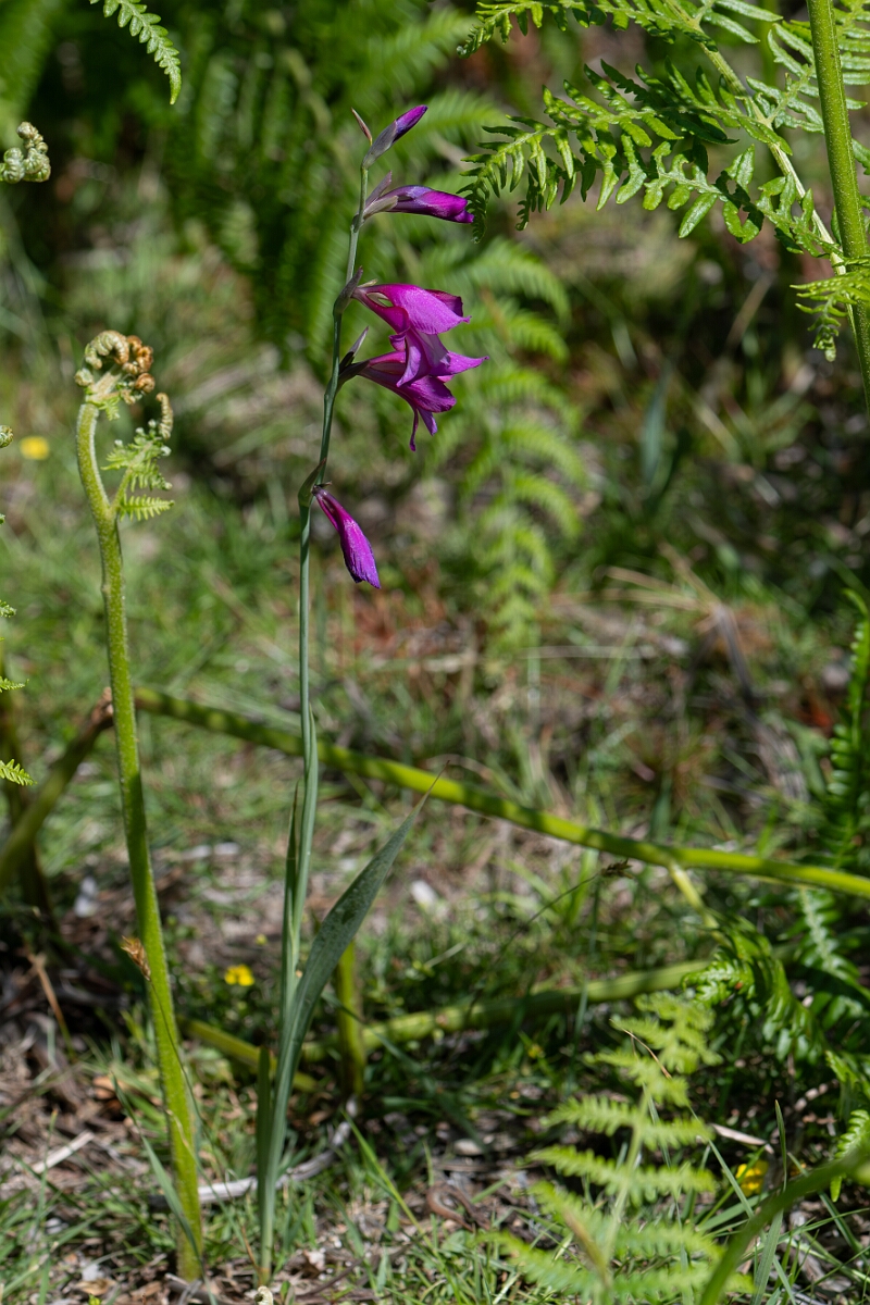 David Plant Photography - Wildlife Photography - Wild gladiolus - A.jpg - Wild gladiolus, Gladiolus illyricus, plant - Hampshire
