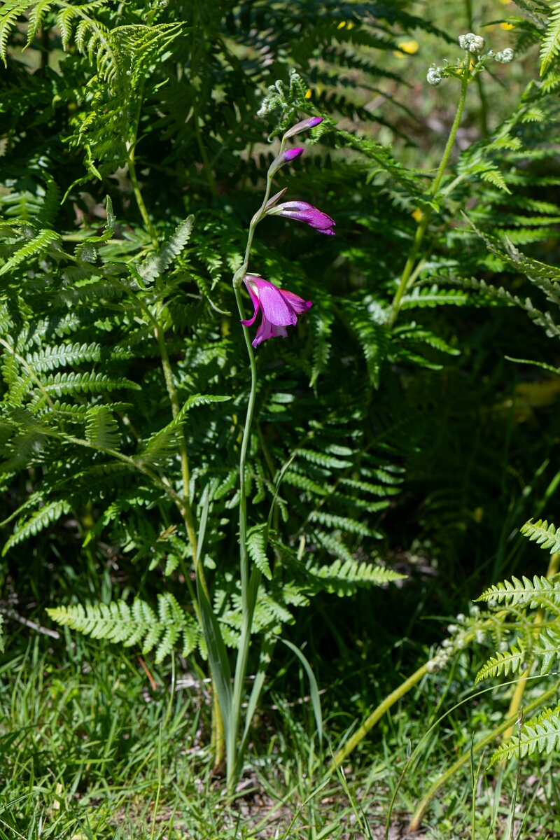 David Plant Photography - Wildlife Photography - Wild gladiolus - D.jpg - Wild gladiolus, Gladiolus illyricus, plant - Hampshire