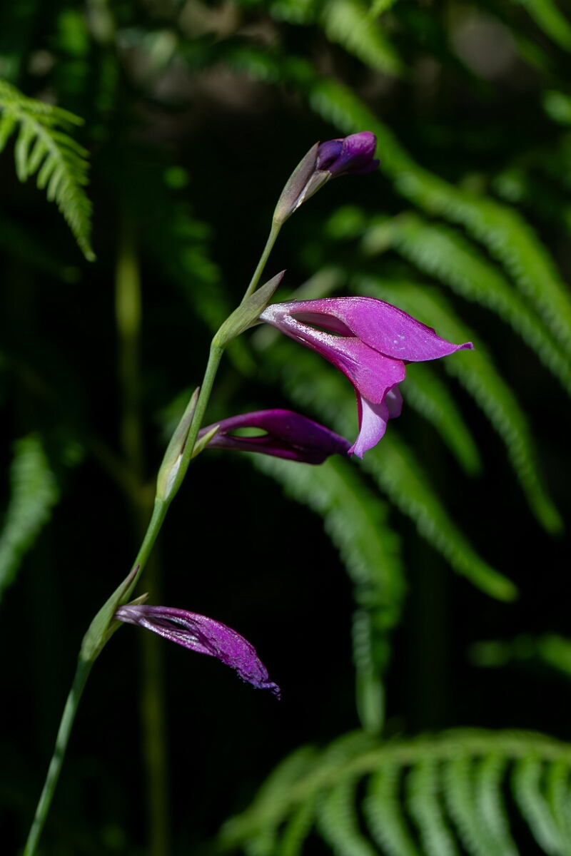 David Plant Photography - Wildlife Photography - Wild gladiolus - G.jpg - Wild gladiolus, Gladiolus illyricus, flower head - Hampshire