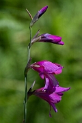 David Plant Photography - Wildlife Photography - Wild gladiolus - B