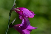 David Plant Photography - Wildlife Photography - Wild gladiolus - C