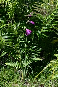 David Plant Photography - Wildlife Photography - Wild gladiolus - D