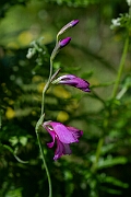 David Plant Photography - Wildlife Photography - Wild gladiolus - E