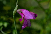 David Plant Photography - Wildlife Photography - Wild gladiolus - F