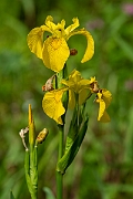 David Plant Photography - Wildlife Photography - Yellow iris - B
