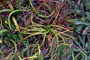 David Plant Photography - Wildlife Photography - Land quillwort - A
