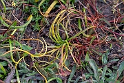 David Plant Photography - Wildlife Photography - Land quillwort - B