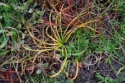 David Plant Photography - Wildlife Photography - Land quillwort - C