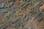 David Plant Photography - Wildlife Photography - Spring quillwort - A