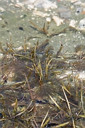 David Plant Photography - Wildlife Photography - Spring quillwort - F