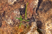 David Plant Photography - Wildlife Photography - Spring quillwort - G