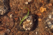 David Plant Photography - Wildlife Photography - Spring quillwort - H
