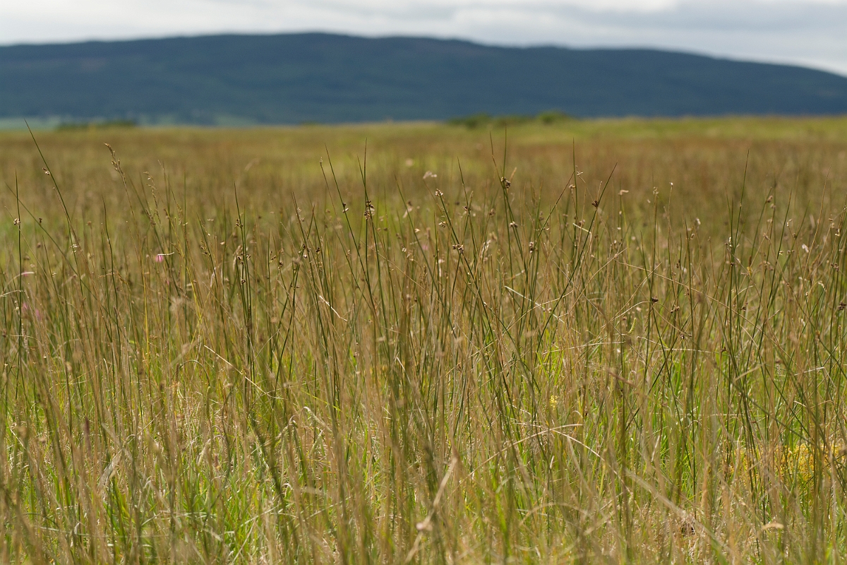 David Plant Photography - Wildlife Photography - Baltic rush - B.jpg - Baltic rush - Sutherland
