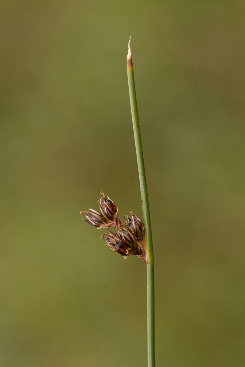 David Plant Photography - Wildlife Photography - Baltic rush - D.jpg - Baltic rush - Sutherland