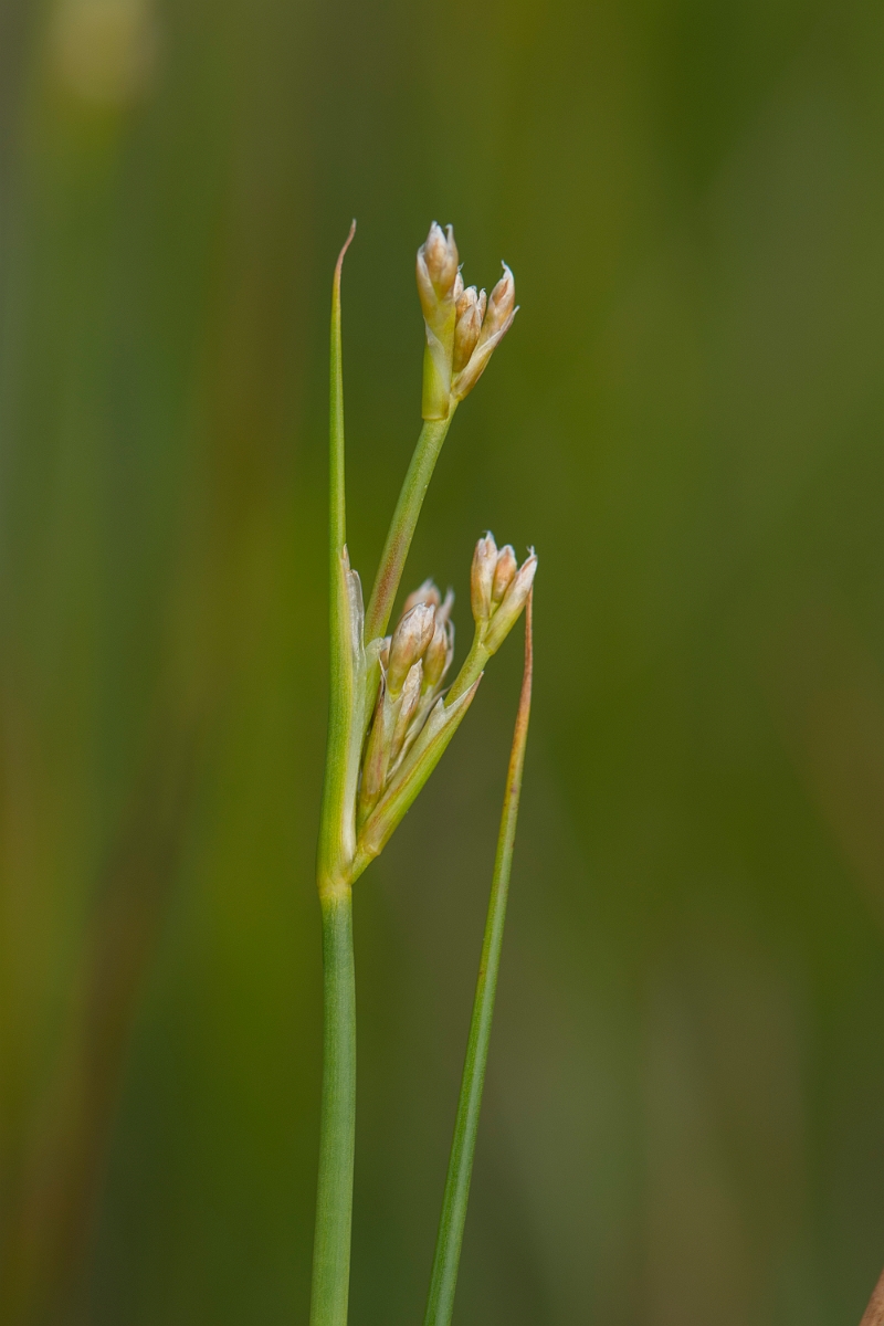 David Plant Photography - Wildlife Photography - Blunt-flowered rush - B.jpg - Blunt-flowered rush - Anglesey