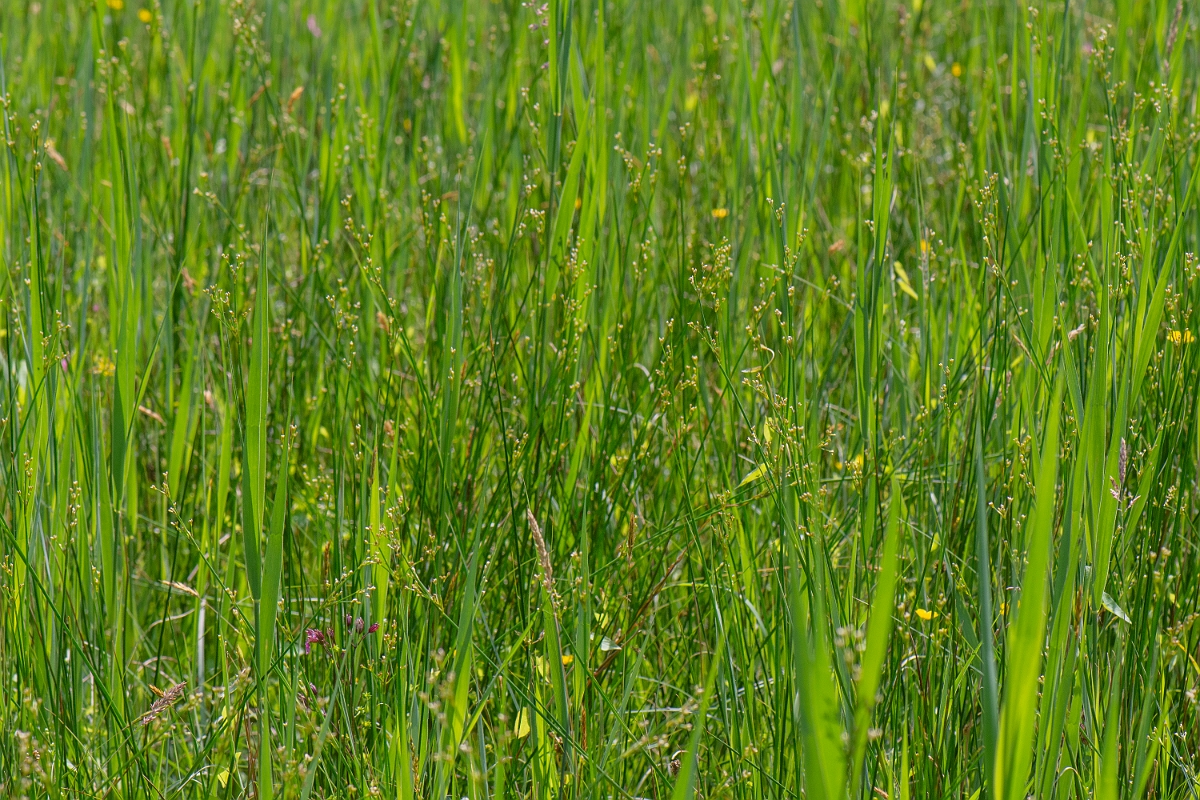 David Plant Photography - Wildlife Photography - Blunt-flowered rush - E.JPG - Blunt-flowered rush - Norfolk