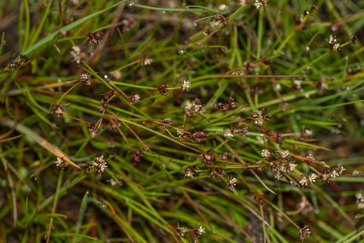 David Plant Photography - Wildlife Photography - Bulbous rush - A.jpg - Bulbous rush - Ayrshire
