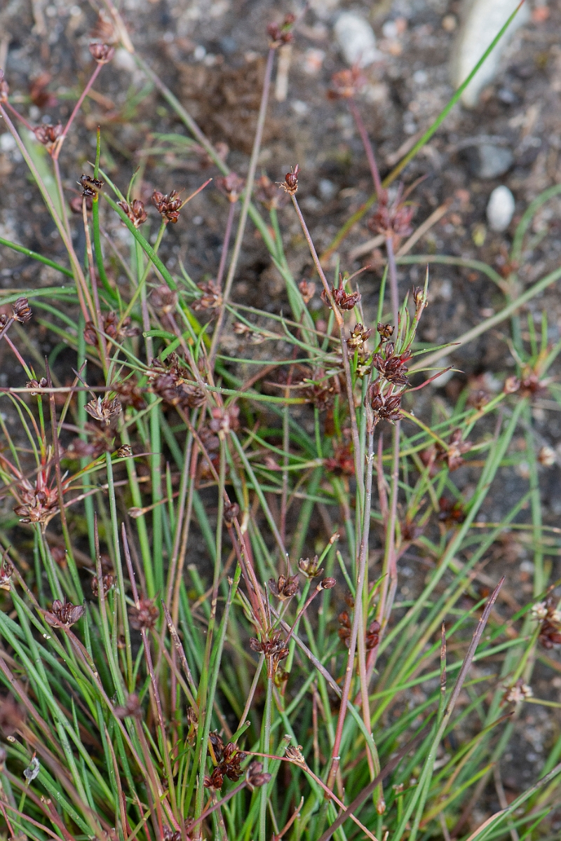 David Plant Photography - Wildlife Photography - Bulbous rush - E.JPG - Bulbous rush - Highlands